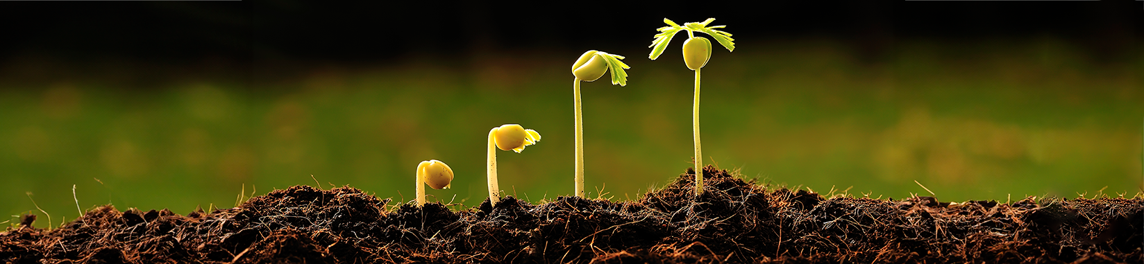 Fotografía de distintas etapas de crecimiento de una planta