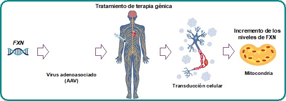 Estrategia de terapia génica avanzada