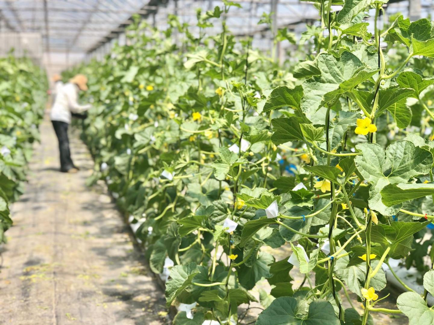 Instalaciones de la empresa Huerta Valle Hibri2